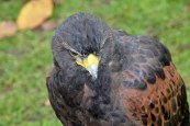 Harris Hawk DSC_0831