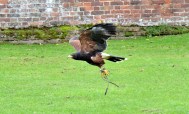 Harris Hawk Flying&nbsp;DSC_0894