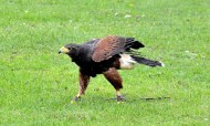 Harris Hawk Walking&nbsp;DSC_0912