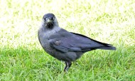 Jackdaw
