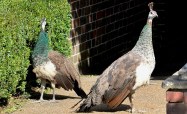 Peahens at Leeds&nbsp;Castle