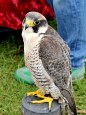 Peregrine Falcon DSC_0792