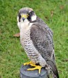 Peregrine Falcon DSC_0804