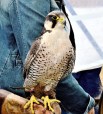 Peregrine Falcon DSC_0828