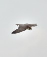Peregrine Falcon Flying&nbsp;DSC_0945