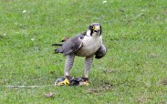 Peregrine Falcon Standing&nbsp;DSC_0959