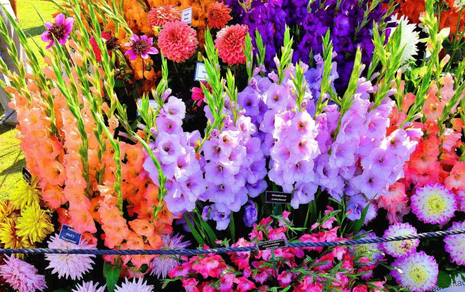 Wisley Flower Festival DSC_0159 Enhanced