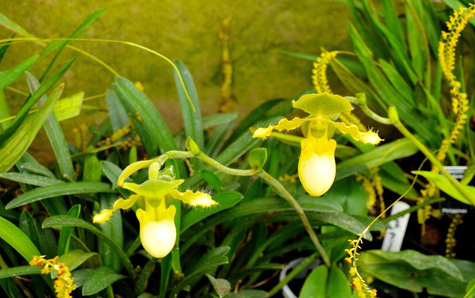 Wisley Orchids DSC_0031