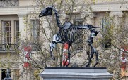 Horse Skeleton at Trafalgar&nbsp;Square