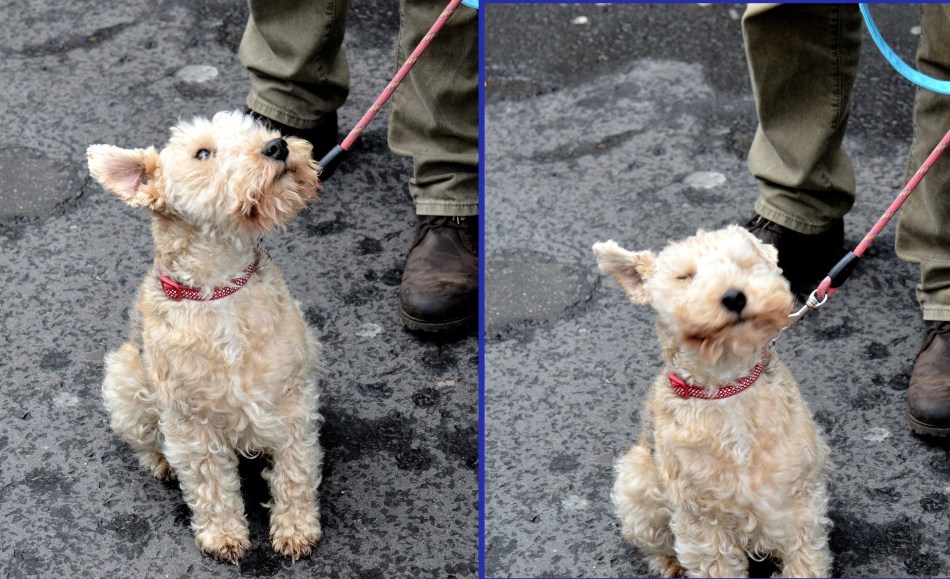 London Climate March 2015 Dog