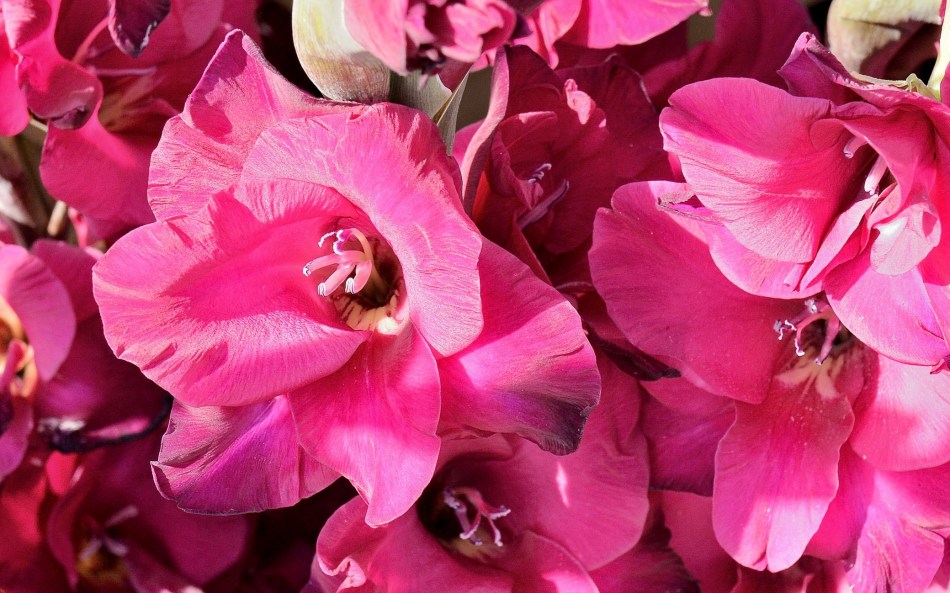 Wisley Flowers DSC_0175