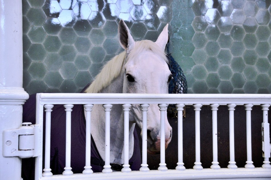 Horse at Royal Mews