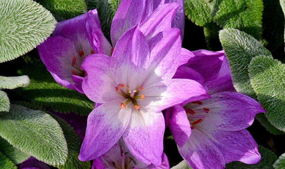 Wisley Flowers DSC_0105