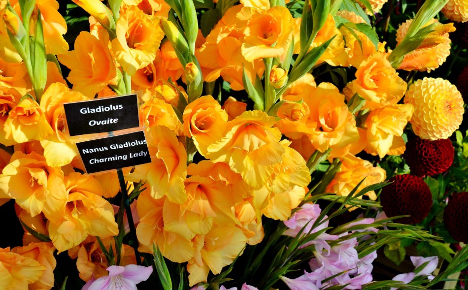 Wisley Flowers DSC_0279