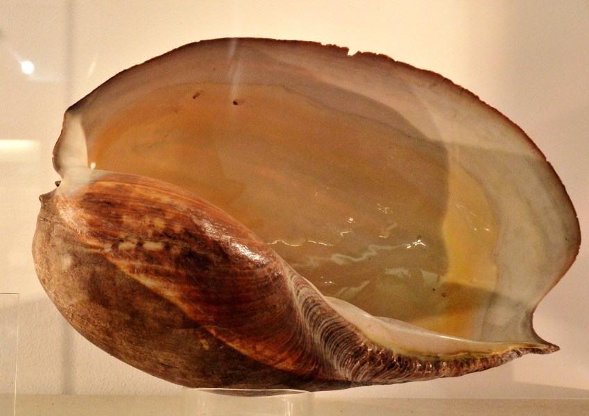  at the Natural History Museum