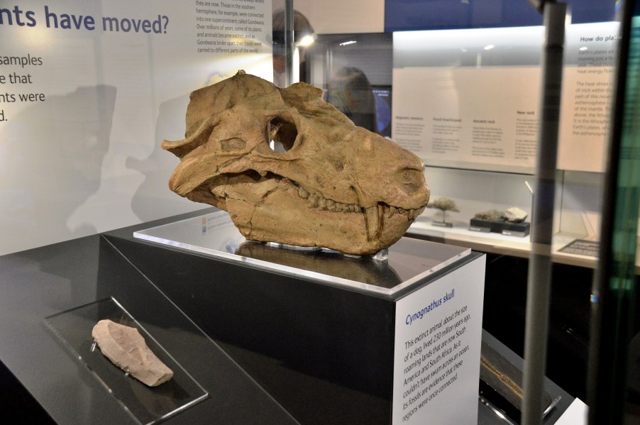 Cynognathus Skull at the Natural History Museum