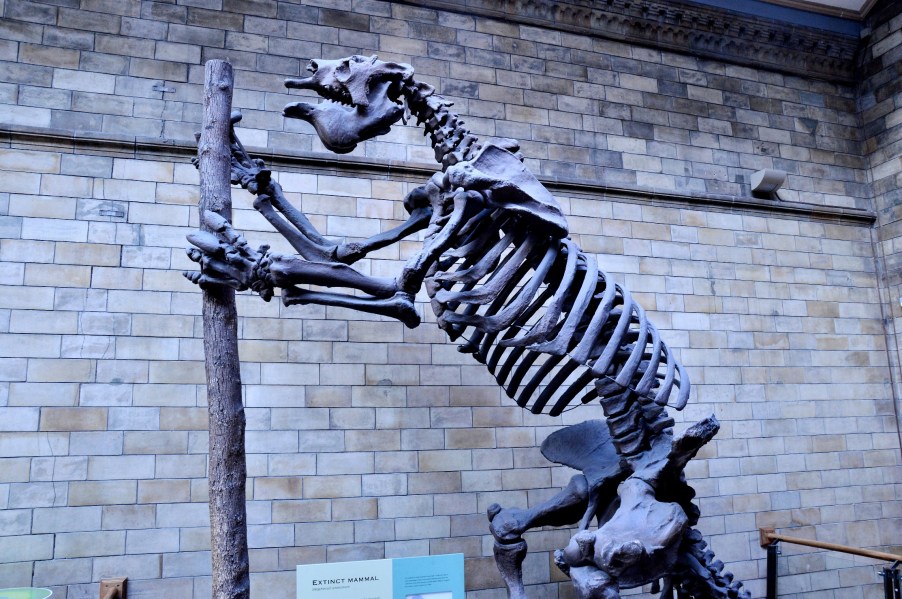 Megatherium Americanum Extinct Mammal at the Natural History Museum