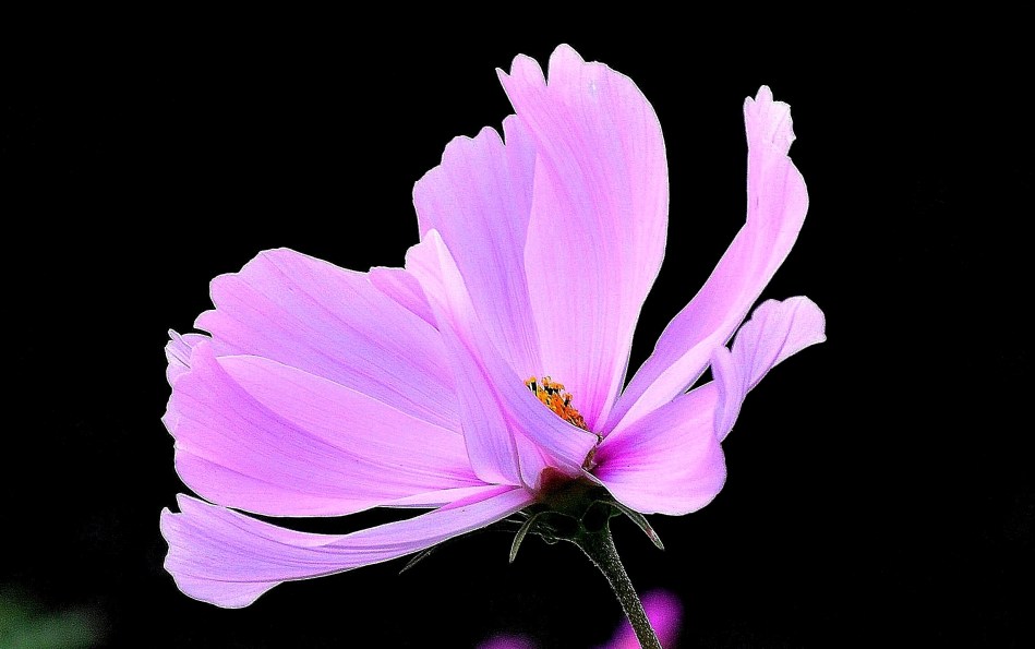 Horniman Flowers DSC_4057