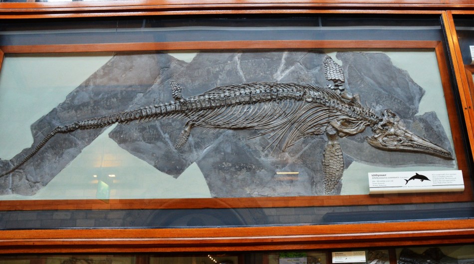 Ichthysaurus Fossil at the Natural History Museum
