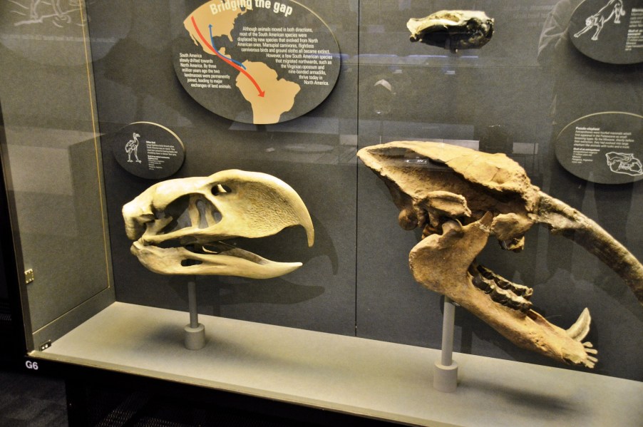 Killer Bird and Pseudo-elephant skulls at the Natural History Museum
