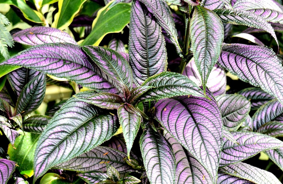 Wisley Exotics DSC_0020