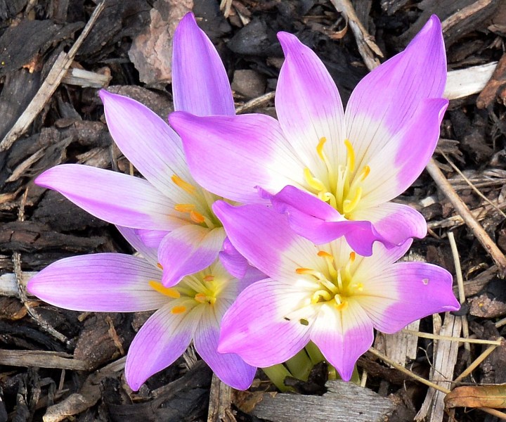 Wisley Flowers DSC_0121