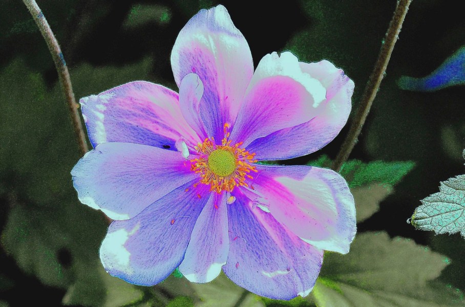 Wislry Flowers DSC_9513-2 - Enh