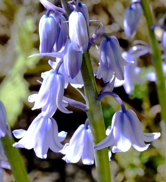 Burgh House Bluebells