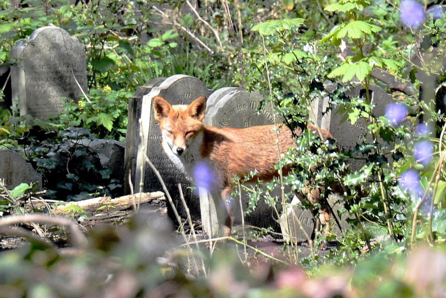 Fox in Tower Hamlets Cemetery Park