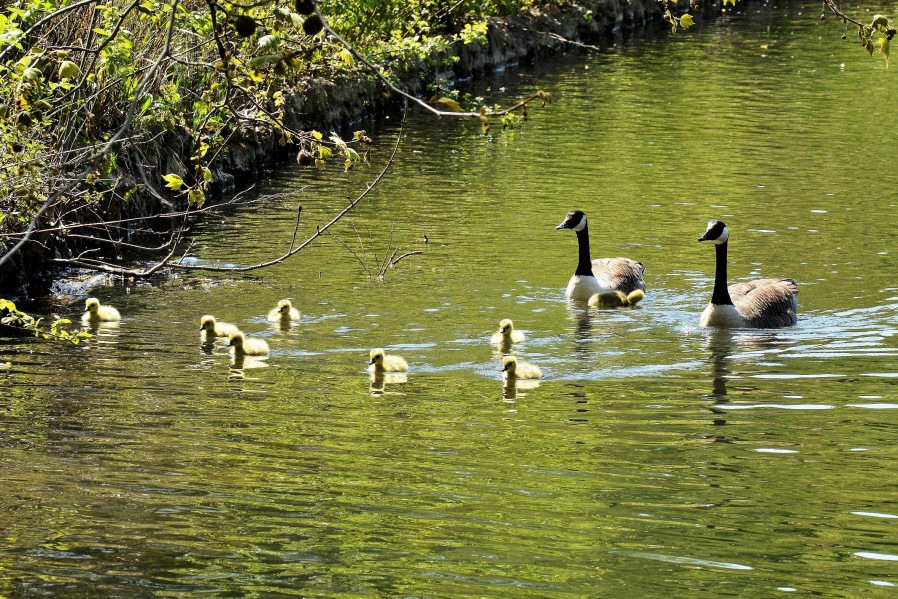 Clissold Park Canada Goose and Goslings DSC_3643