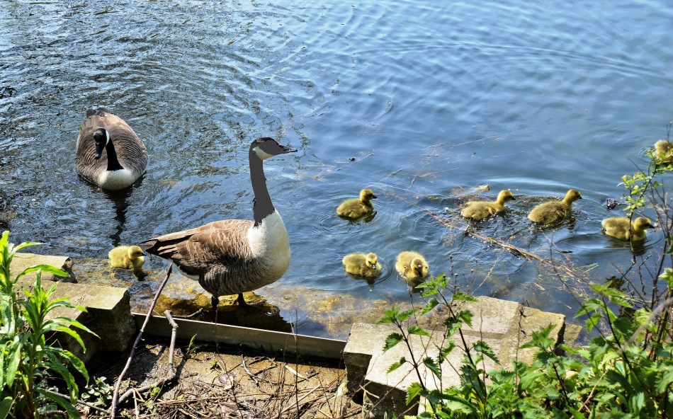Clissold Park Canada Goose and Goslings DSC_3667