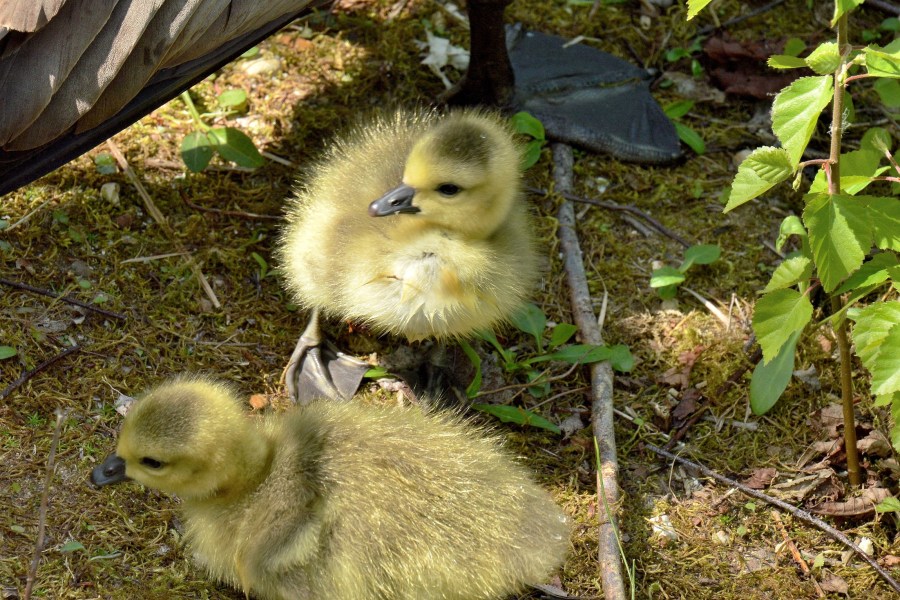 Clissold Park Canada Goose Goslings.DSC_3620