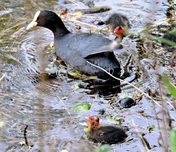 Clissold Park Coot and Chicks DSC_4042