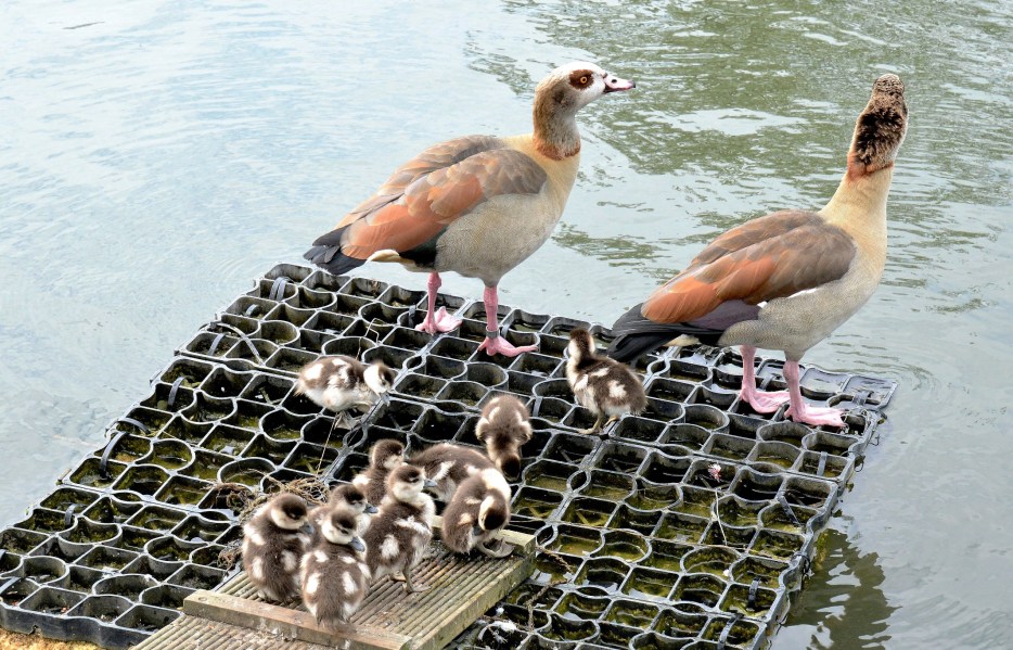 Clissold Park Egyptian Goose and Goslings DSC_3962