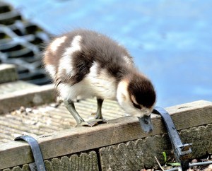 Clissold Park Egyptian Goose Gosling DSC_3928
