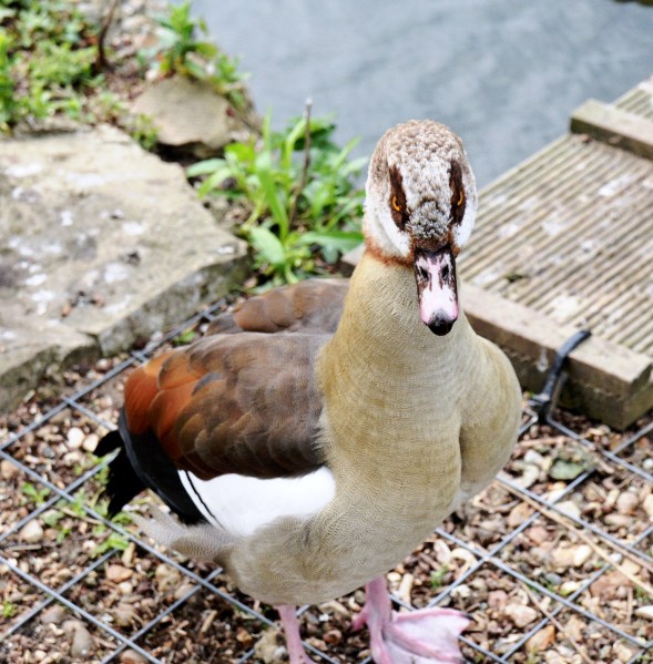 Clissold Park Egyptian Goose