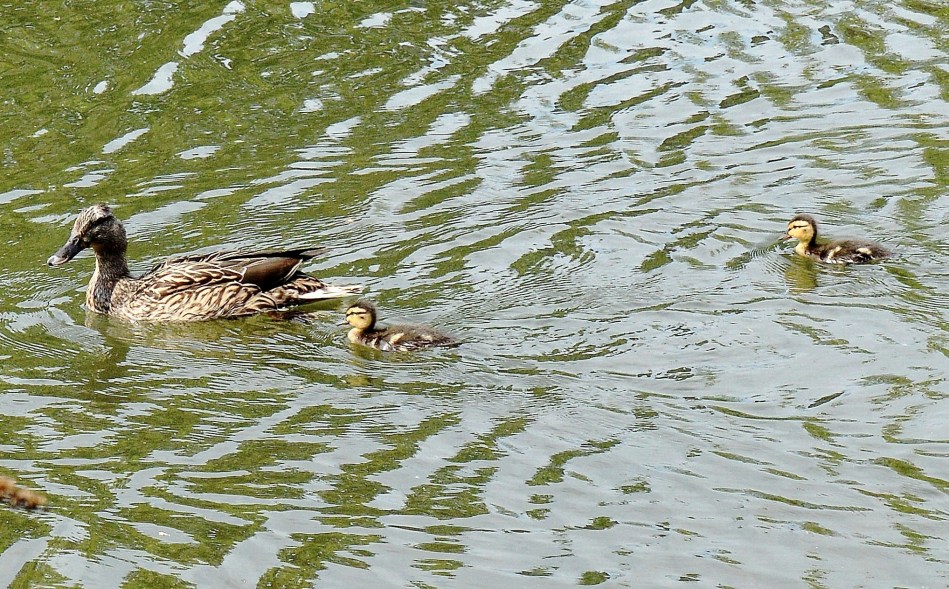 Clissold Park Female Mallard and Ducklings DSC_4033