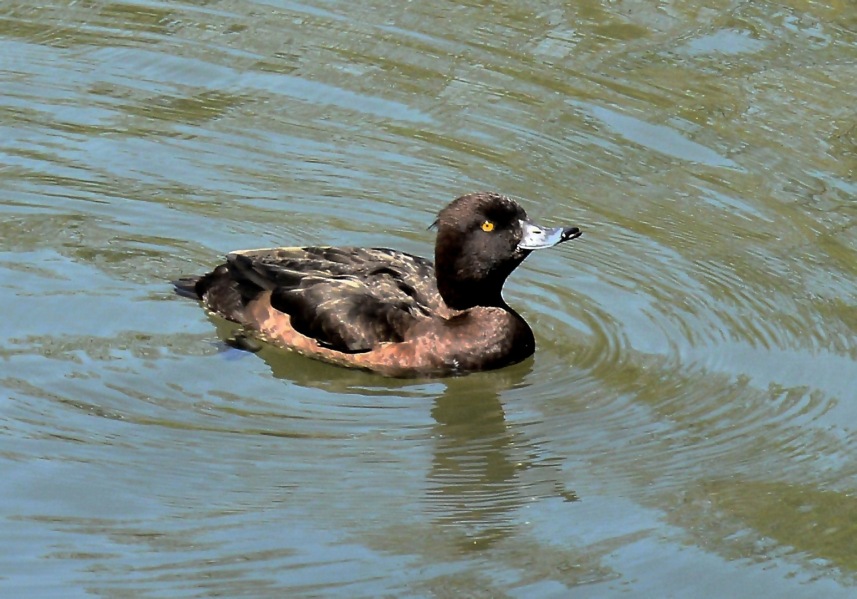 Clissold Park Female Tufted Duck DSC_3572