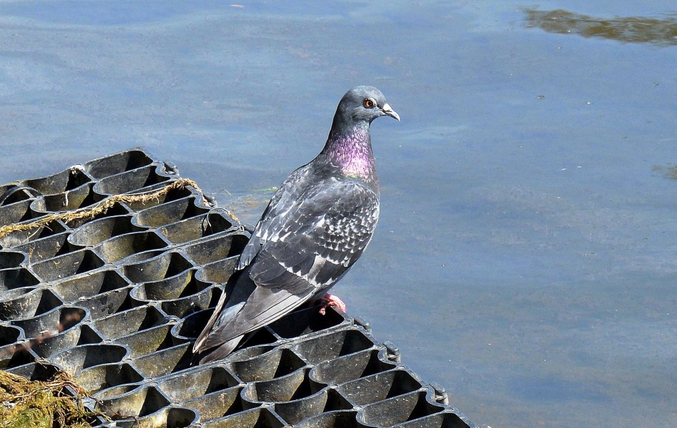 Clissold Park Pigeon