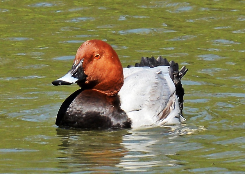 Clissold Park Redhead Duck DSC_3562