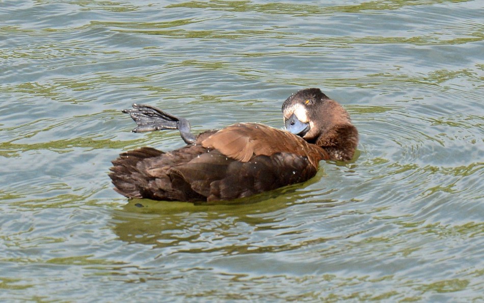 Clissold Park Female Redhead Duck DSC_4040