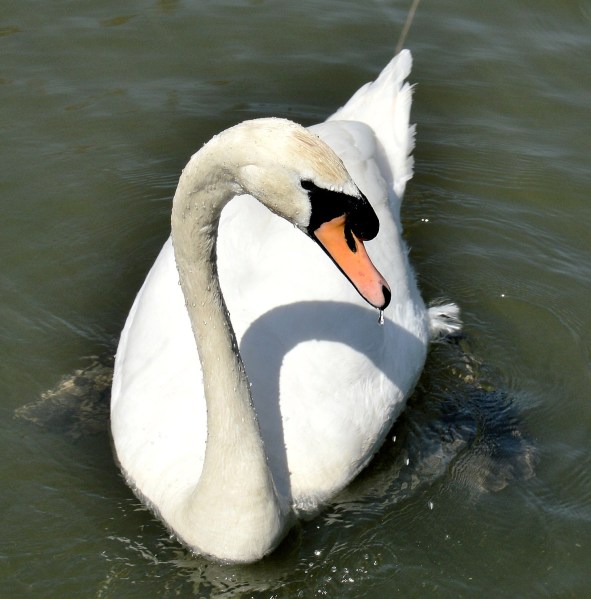 Clissold Park Swan