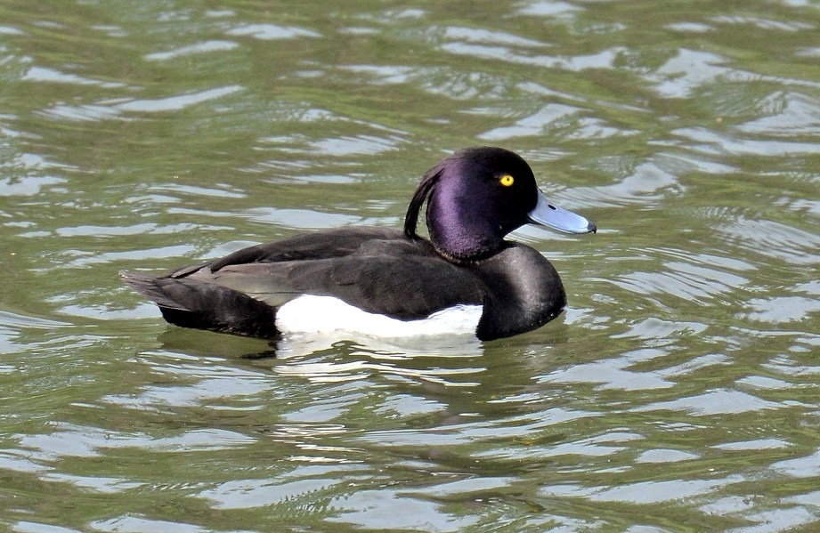 Clissold Park Tufted Duck DSC_4024