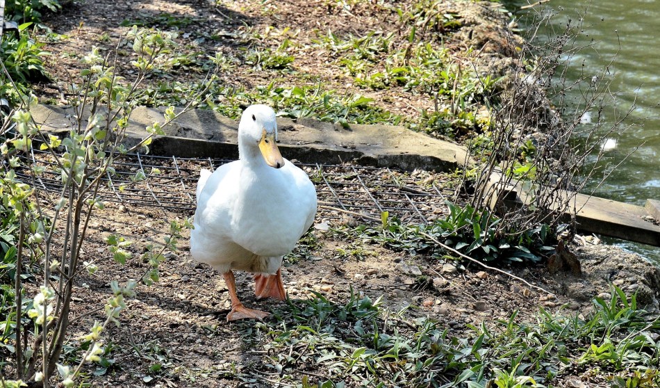 Clissold Park White Ducks DSC_3590