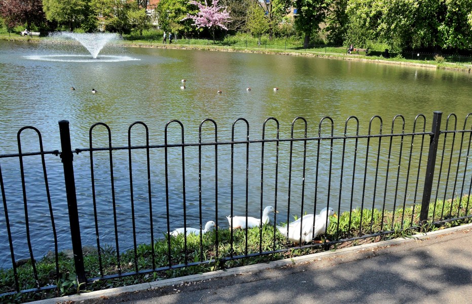 Clissold Park White Ducks DSC_3596
