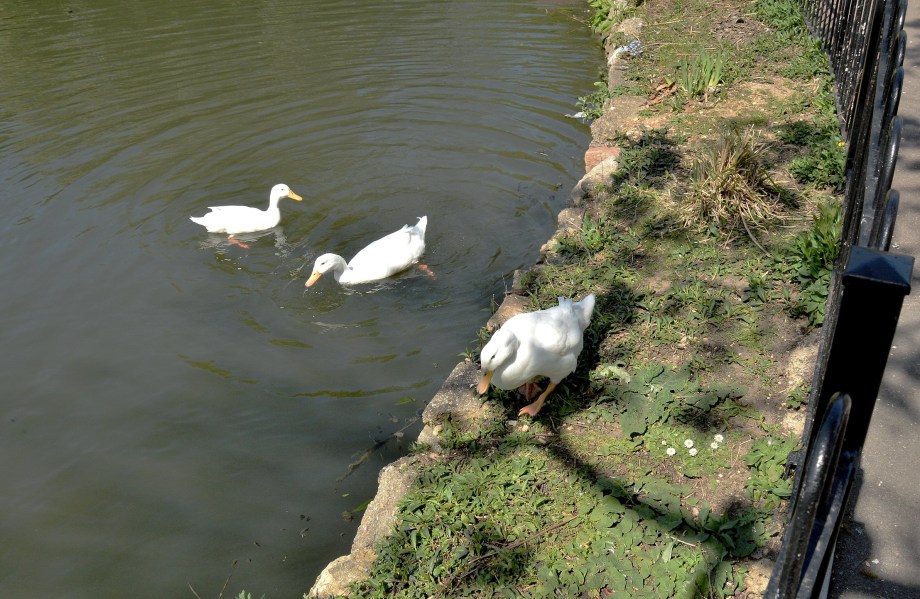 Clissold Park White Ducks DSC_3603