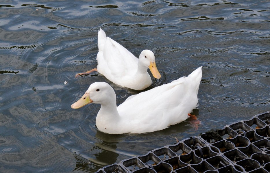 Clissold Park White Ducks