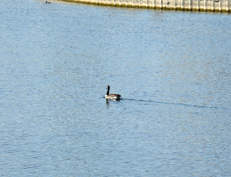 Woodberry Wetlands Canada Goose on Water