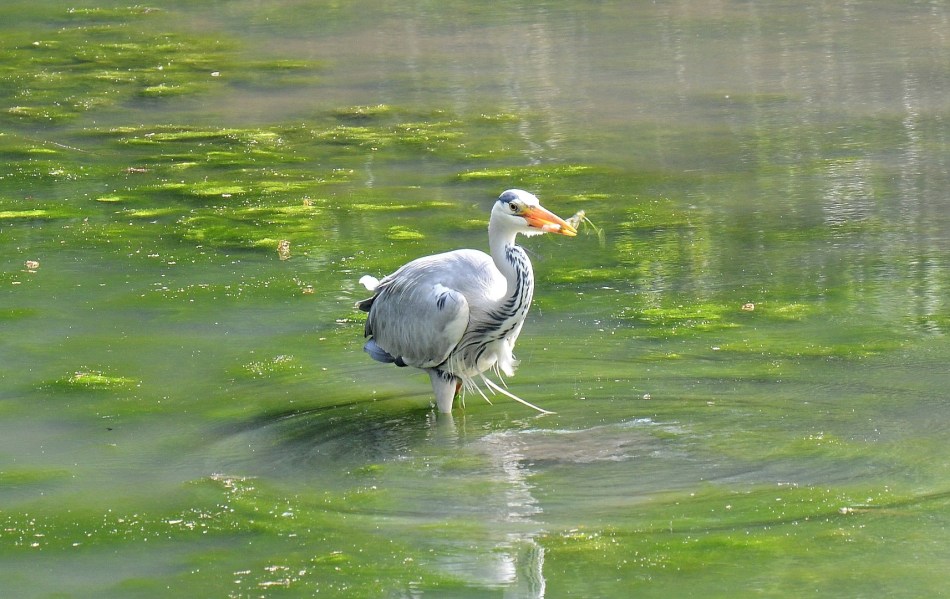 Crystal Palace Park Heron and Fish