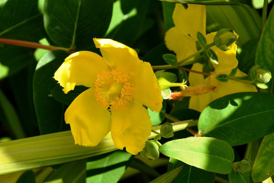 St Dunstans in the East Flower DSC_6073